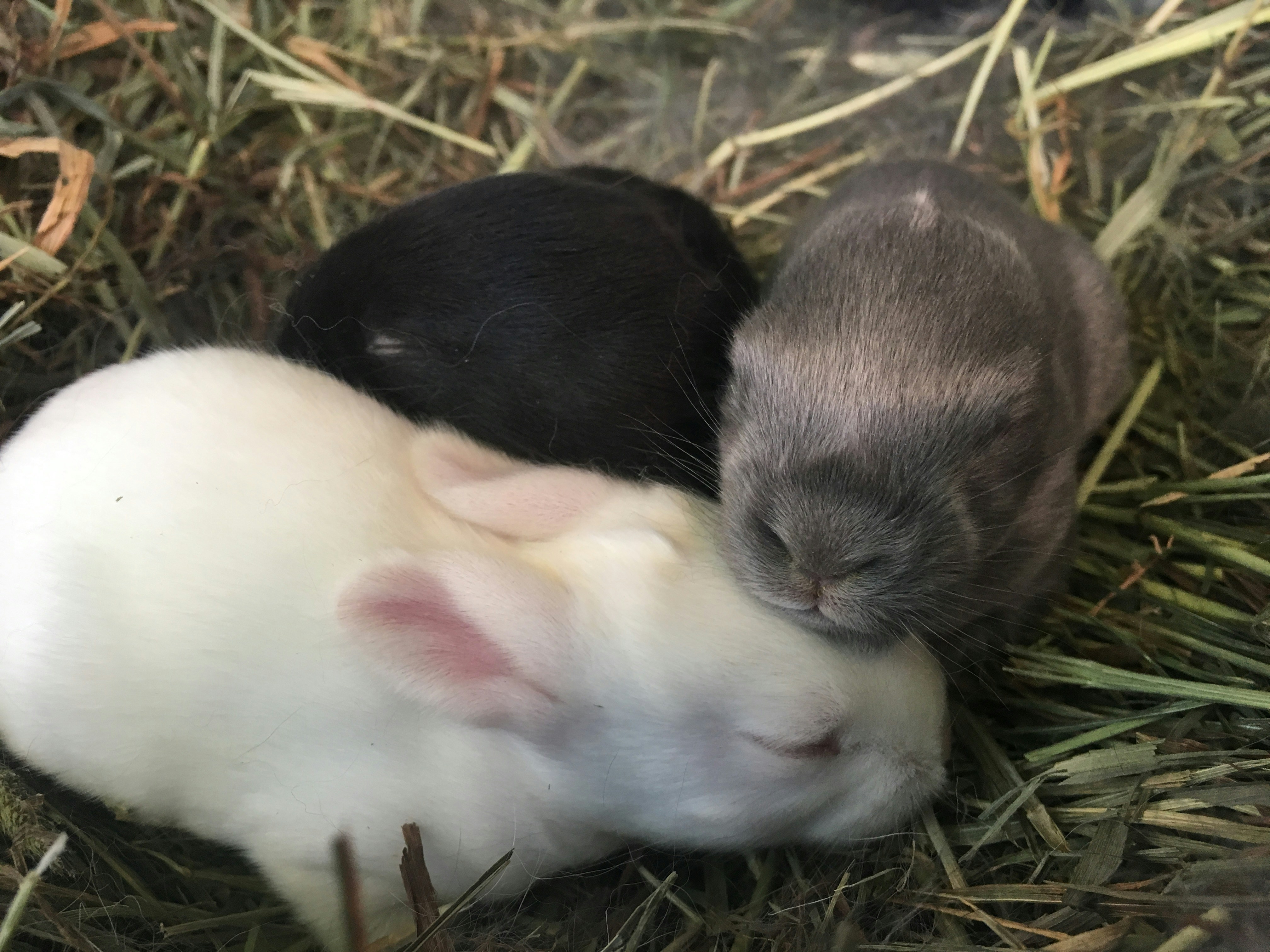 Free Unsplash photo from Roxanna Dabney