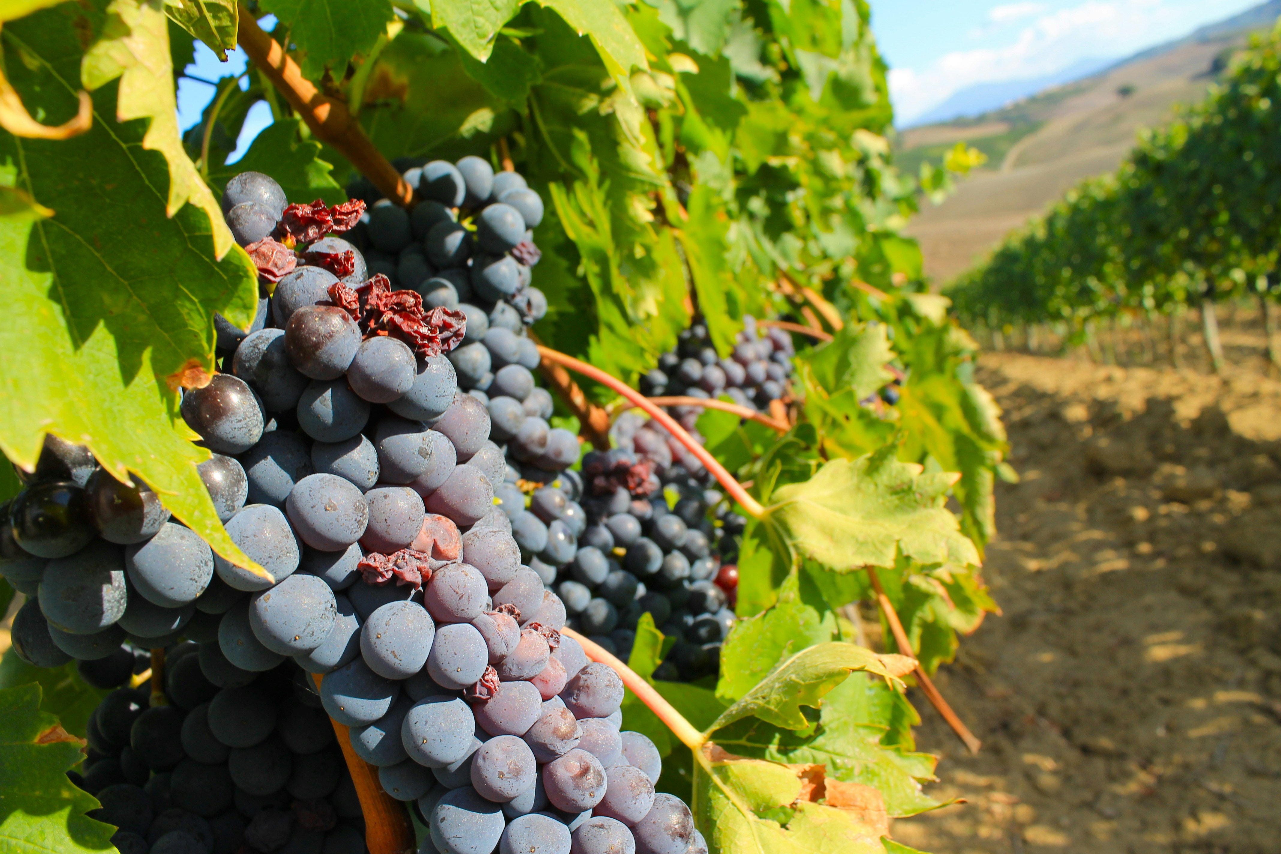 Free Unsplash photo from Megan Soule