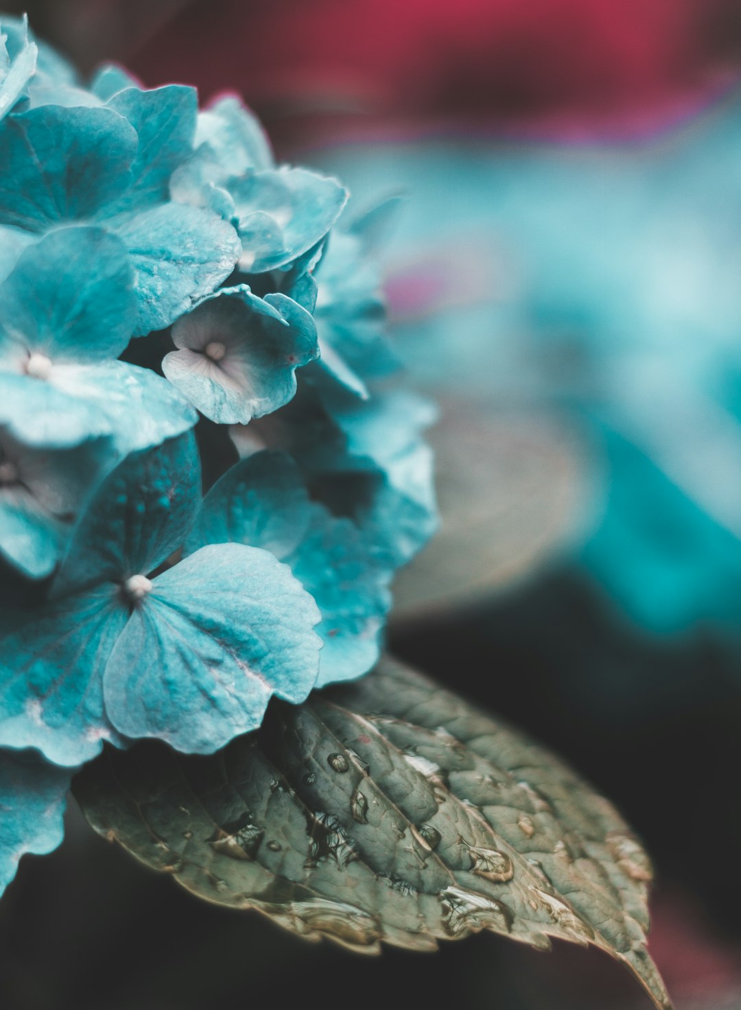 macro photography of blue flowers