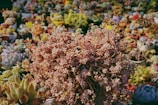 A vibrant display of various types of succulents, predominantly featuring a dense cluster of pinkish succulents in the foreground. Surrounding this central plant are pots filled with diverse succulent varieties in muted greens, purples, and blues, creating a lush and colorful composition.