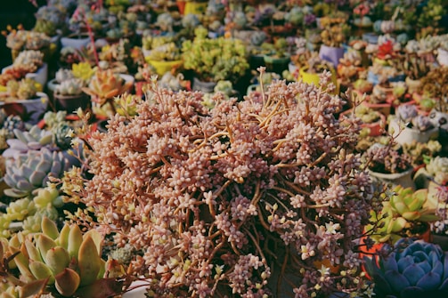 A vibrant display of various types of succulents, predominantly featuring a dense cluster of pinkish succulents in the foreground. Surrounding this central plant are pots filled with diverse succulent varieties in muted greens, purples, and blues, creating a lush and colorful composition.