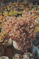 An assortment of potted succulents is displayed, featuring varieties with fleshy leaves and intricate patterns. The central focus is a large pot with abundant cascading pinkish branches, surrounded by various smaller pots filled with similar plants. The setting appears to be outdoors, with warm, natural lighting highlighting the textures and colors of the plants.