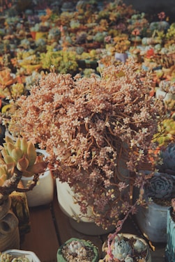 An assortment of potted succulents is displayed, featuring varieties with fleshy leaves and intricate patterns. The central focus is a large pot with abundant cascading pinkish branches, surrounded by various smaller pots filled with similar plants. The setting appears to be outdoors, with warm, natural lighting highlighting the textures and colors of the plants.