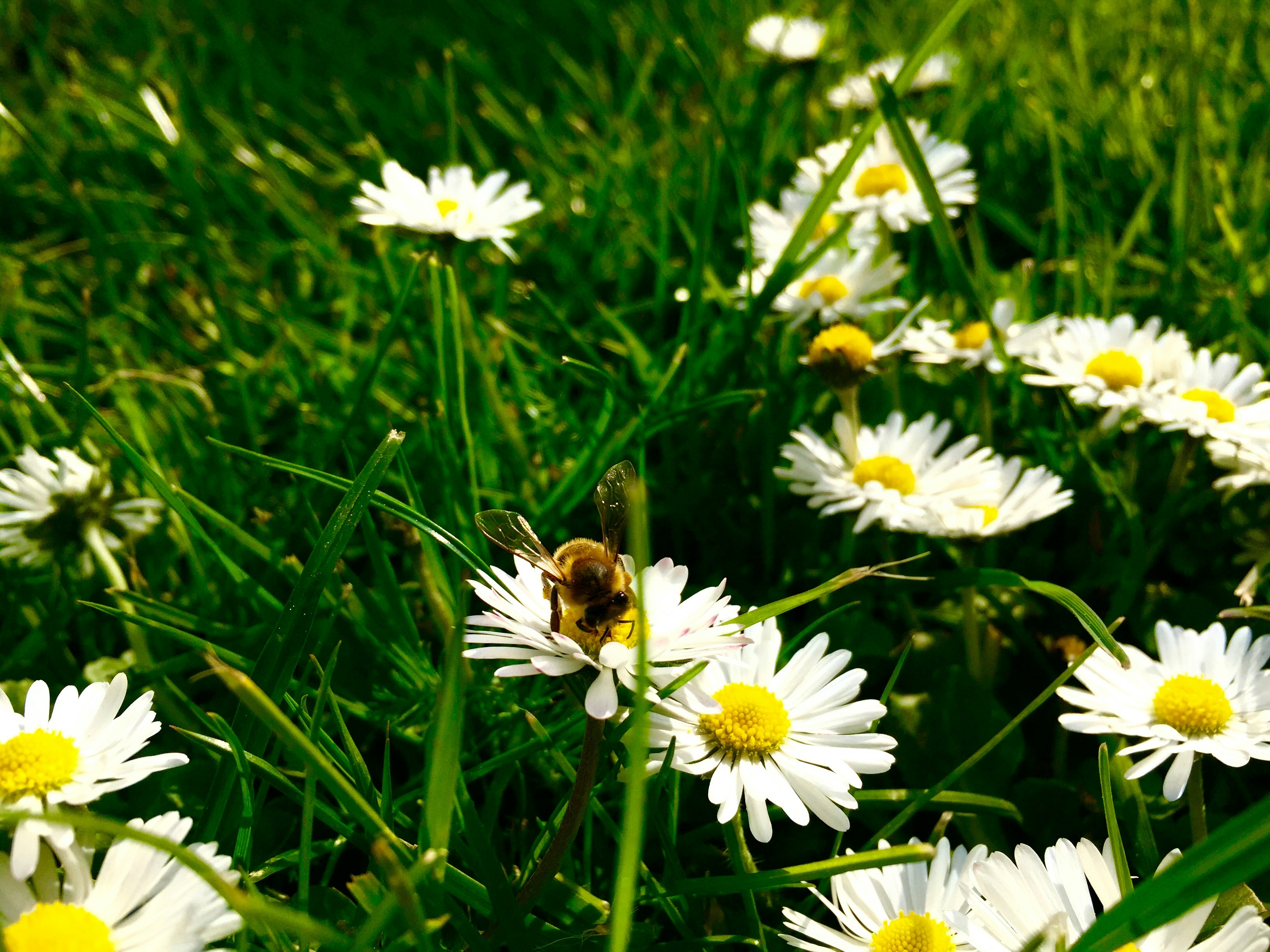 Free Unsplash photo from Peter Druska