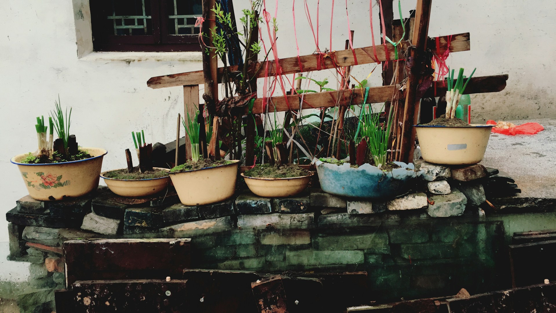 A collection of potted plants arranged on a stone platform. The pots are various sizes and colors, containing young green plants. Behind them is a wooden structure with more plants intertwined with red strings. The background includes a white wall and a window.