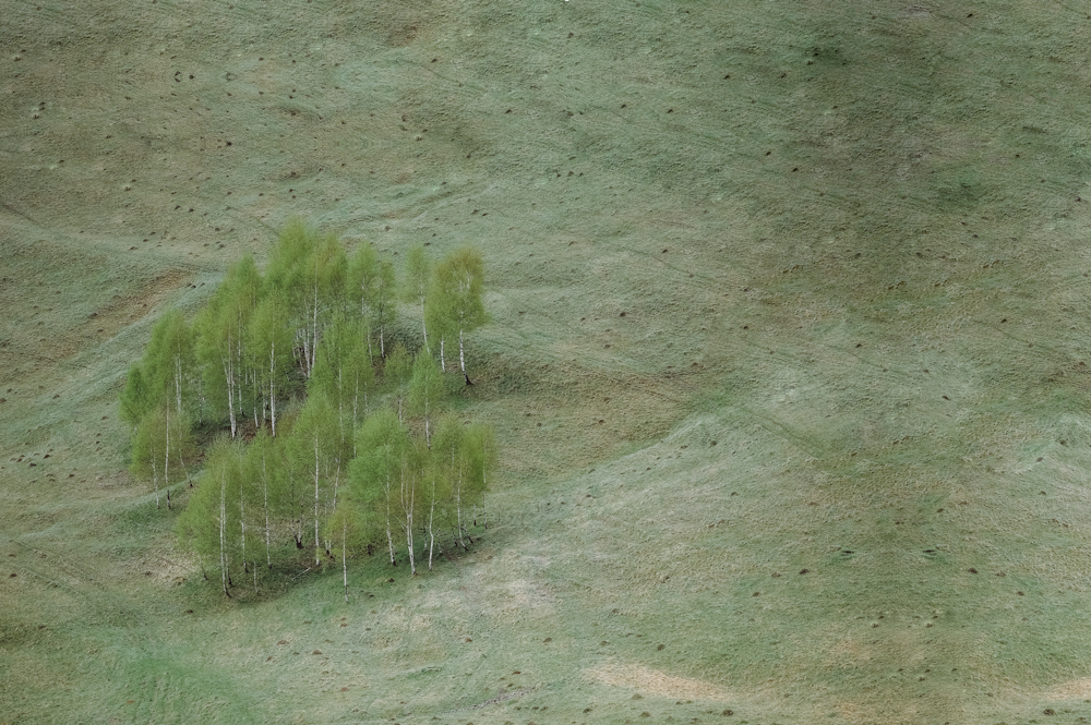 aerial photo of green leafed trees