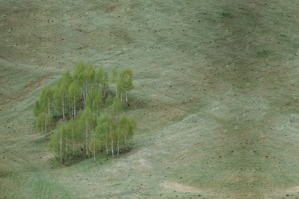 photo aérienne d’arbres à feuilles vertes