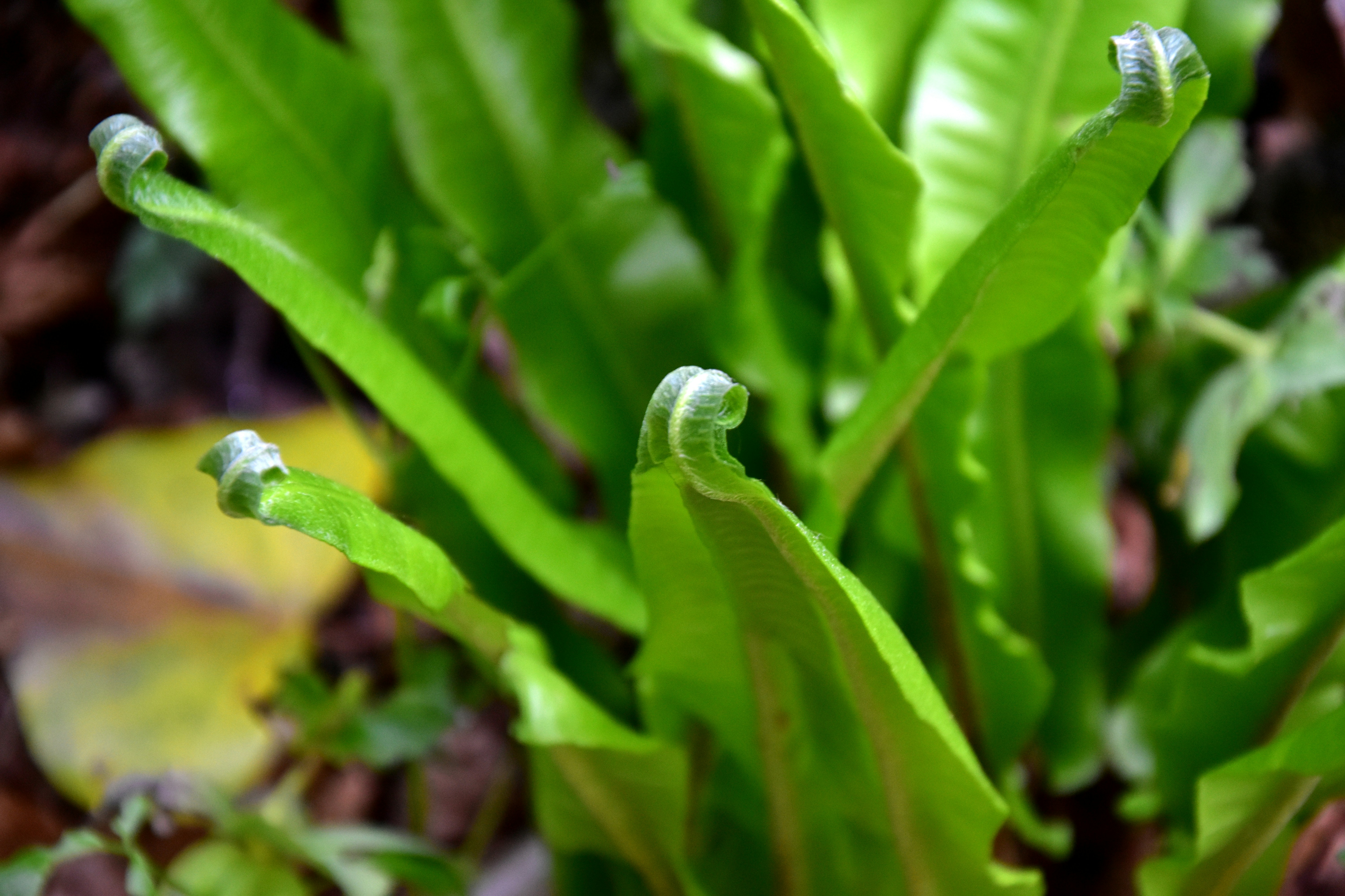 Free Unsplash photo from Medena Rosa