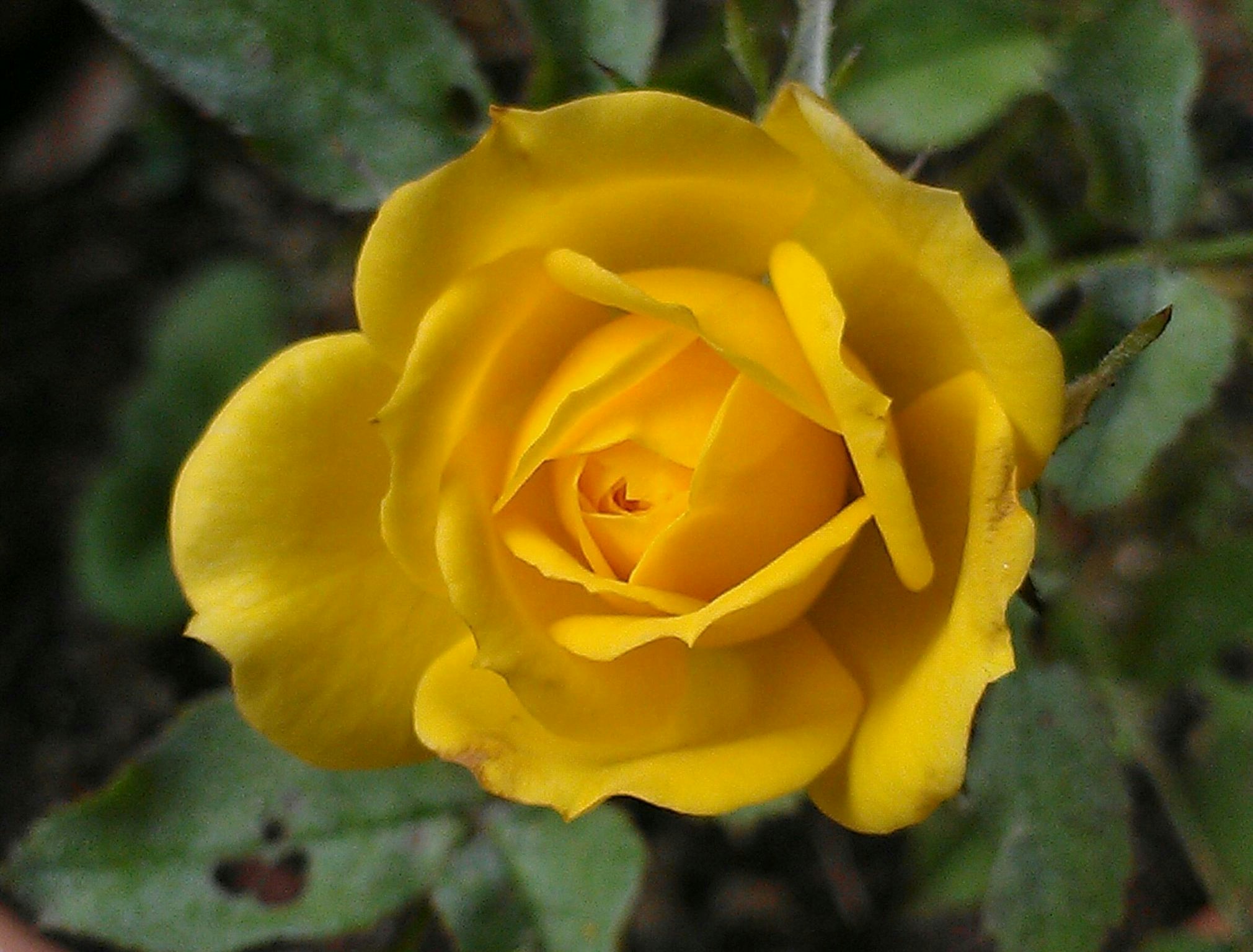 Free Unsplash photo from Michelle Walcott