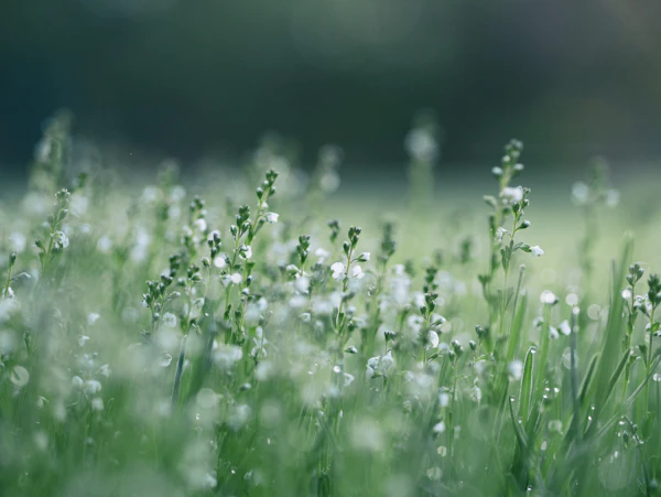 White flowers