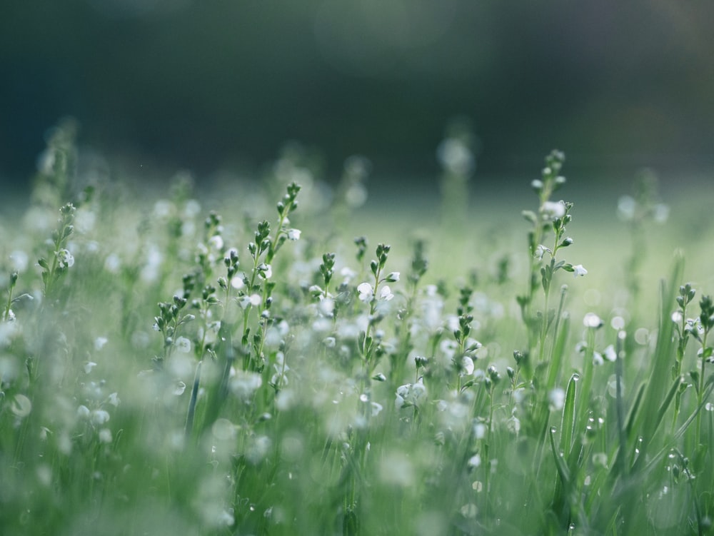 Foto mit flachem Fokus von weißen Blumen