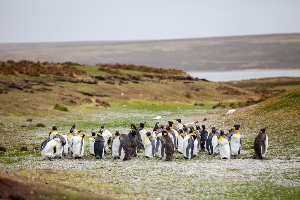 grupo de pingüinos