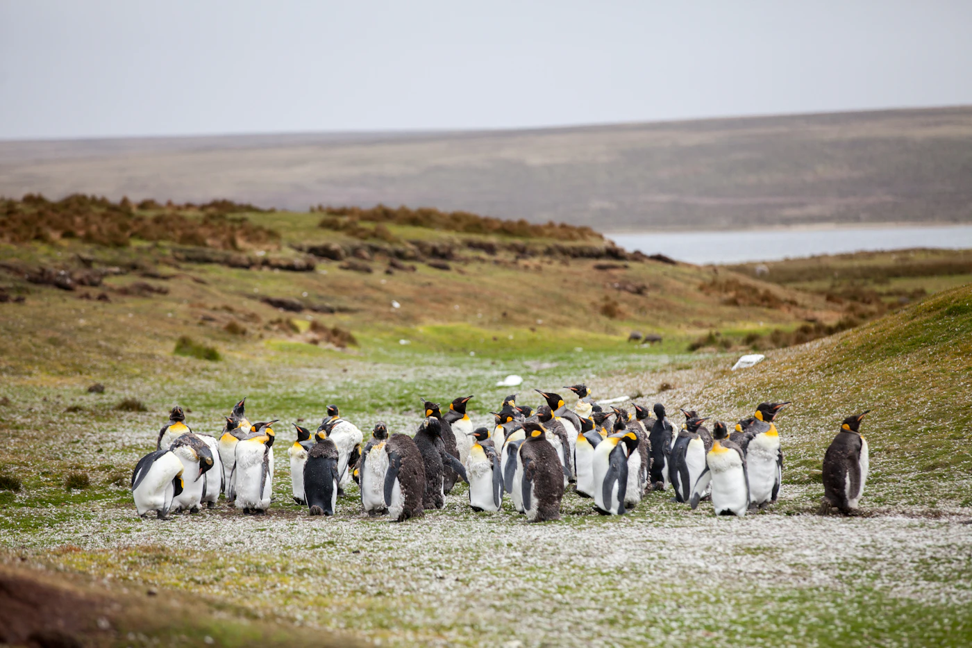 Pinguins-rei nos campos das Ilhas Falkland