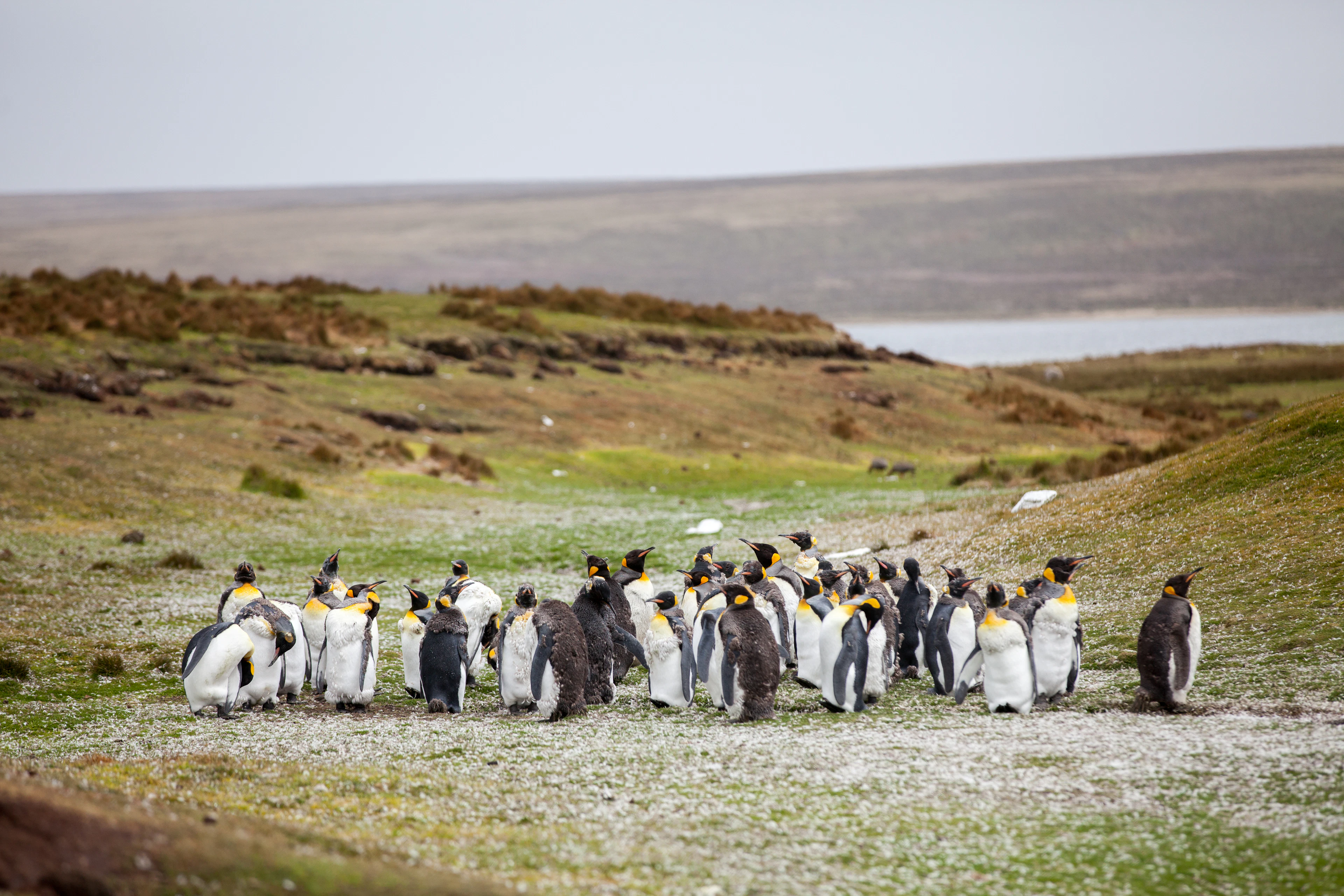 Falkland Islands [Islas Malvinas]