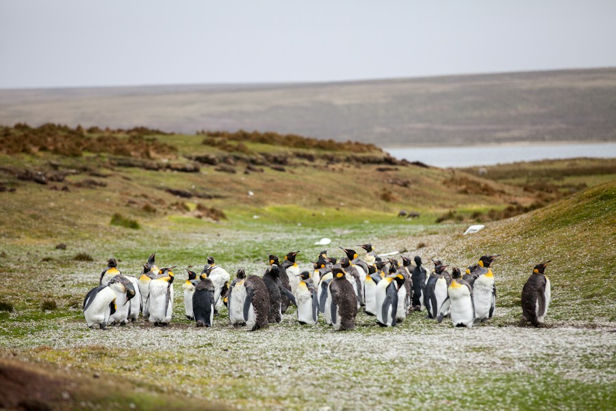 Falkland Islands: The Remote South Atlantic Archipelago