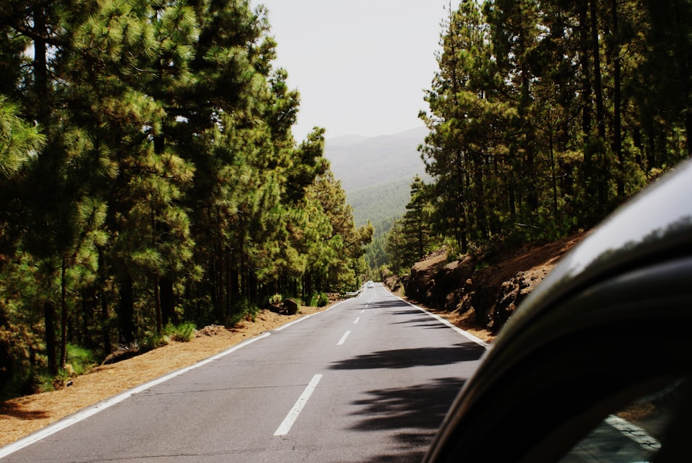 gray road between forest