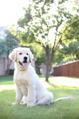 A fluffy golden retriever puppy sitting in a sunny Texas backyard.