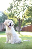 A fluffy golden retriever puppy sitting on a lush green lawn with a wooden fence and trees in the background. The sunlight creates a warm and inviting atmosphere, highlighting the dog's soft fur and playful expression.