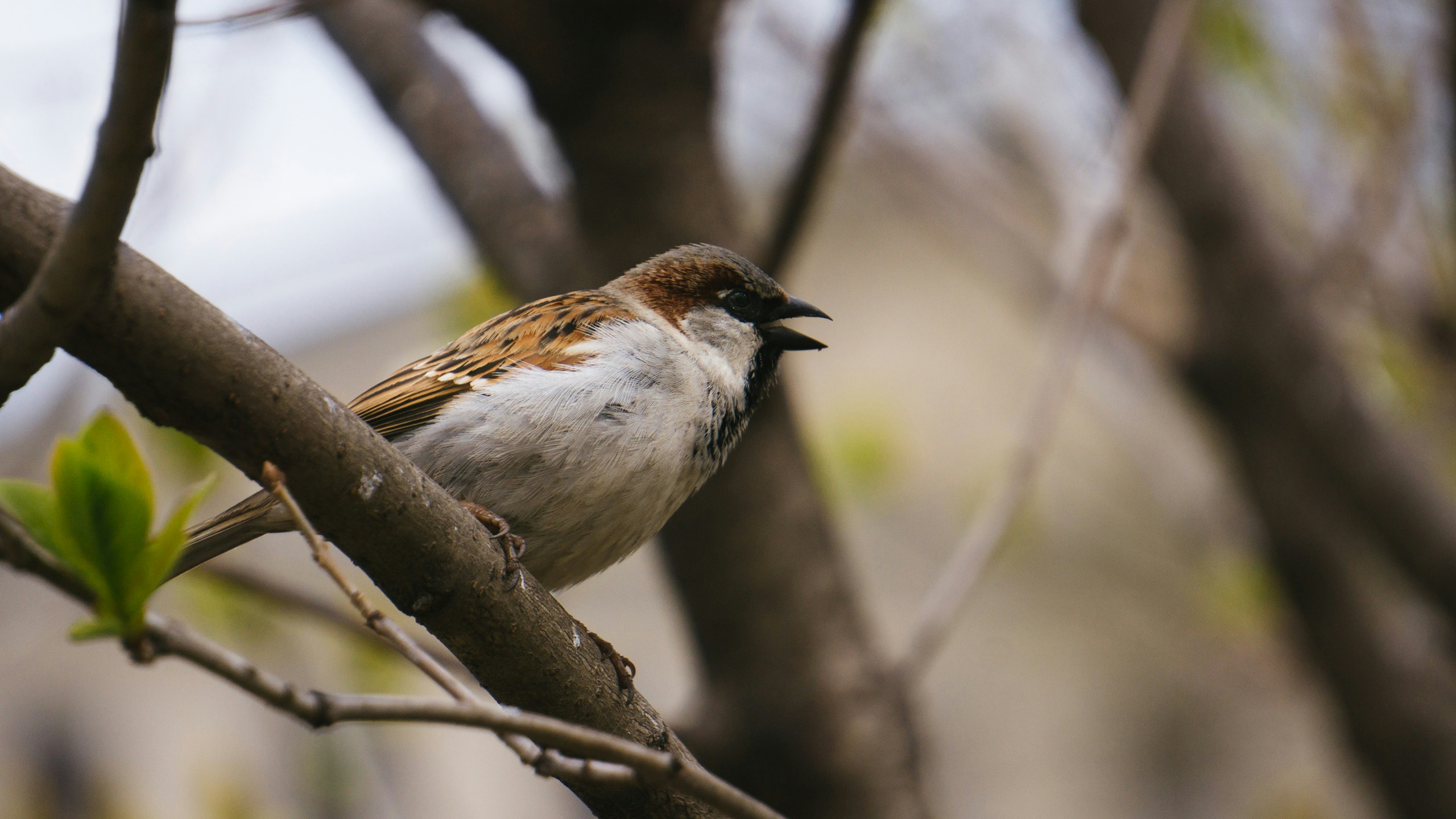 Free Unsplash photo from alex c.