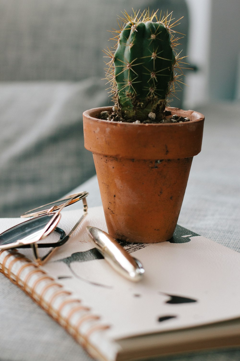 Fotografía de enfoque selectivo de cactus en maceta en libro de texto