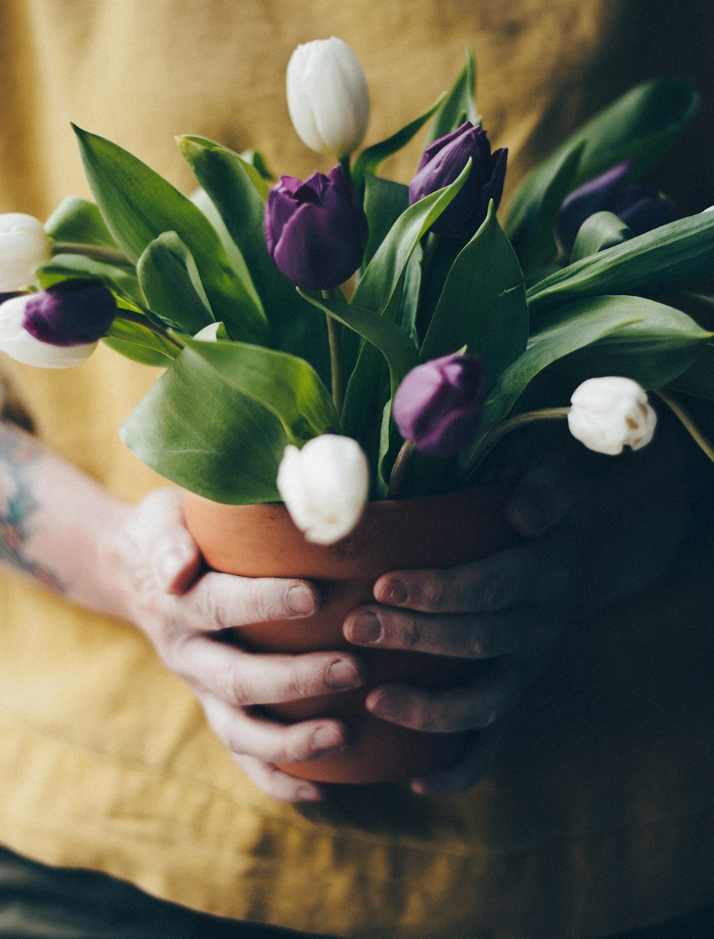 person holding purple and white tulips