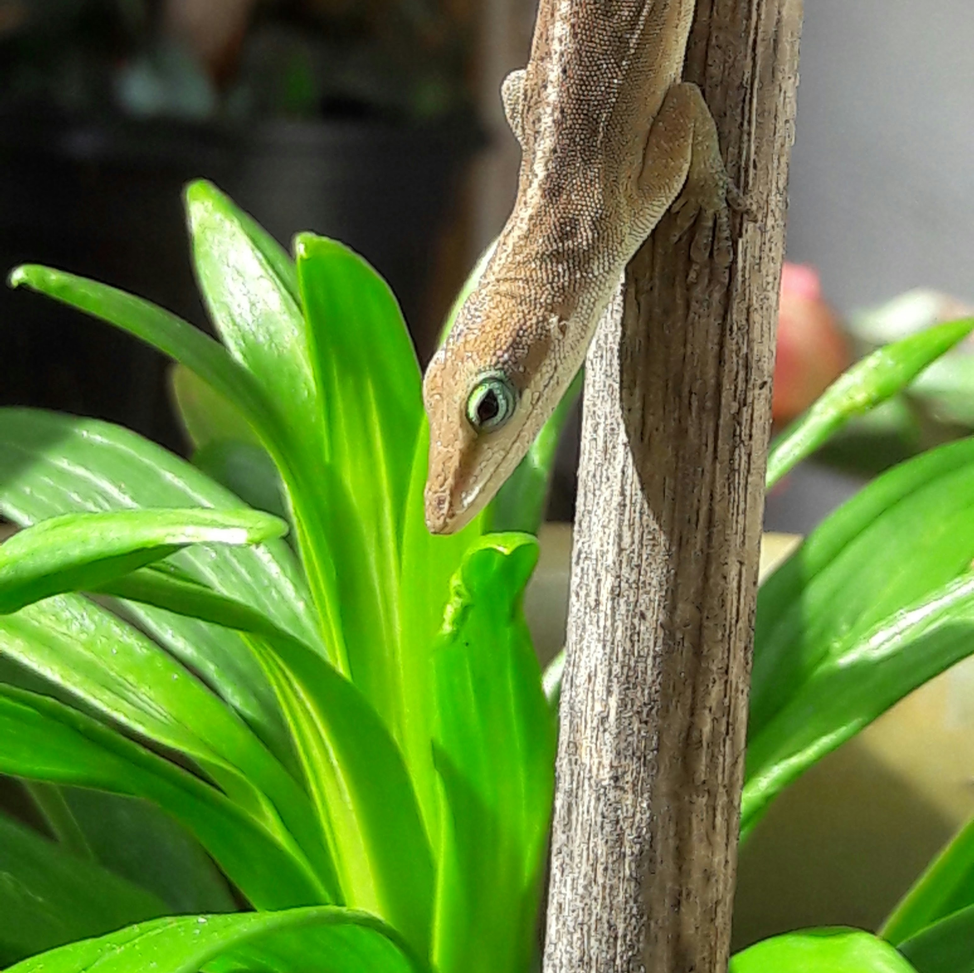 Free Unsplash photo from Fuad Maayeh