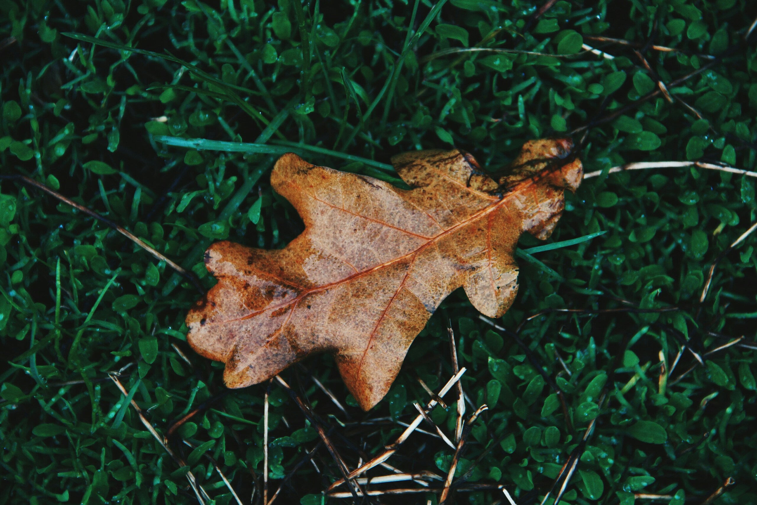 Free Unsplash photo from Maria Chernetskaya