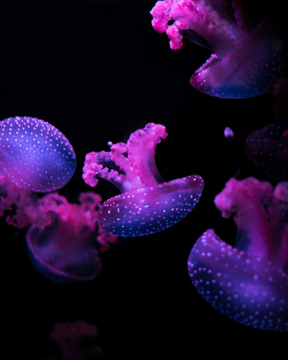 pink jellyfishes floating underwater
