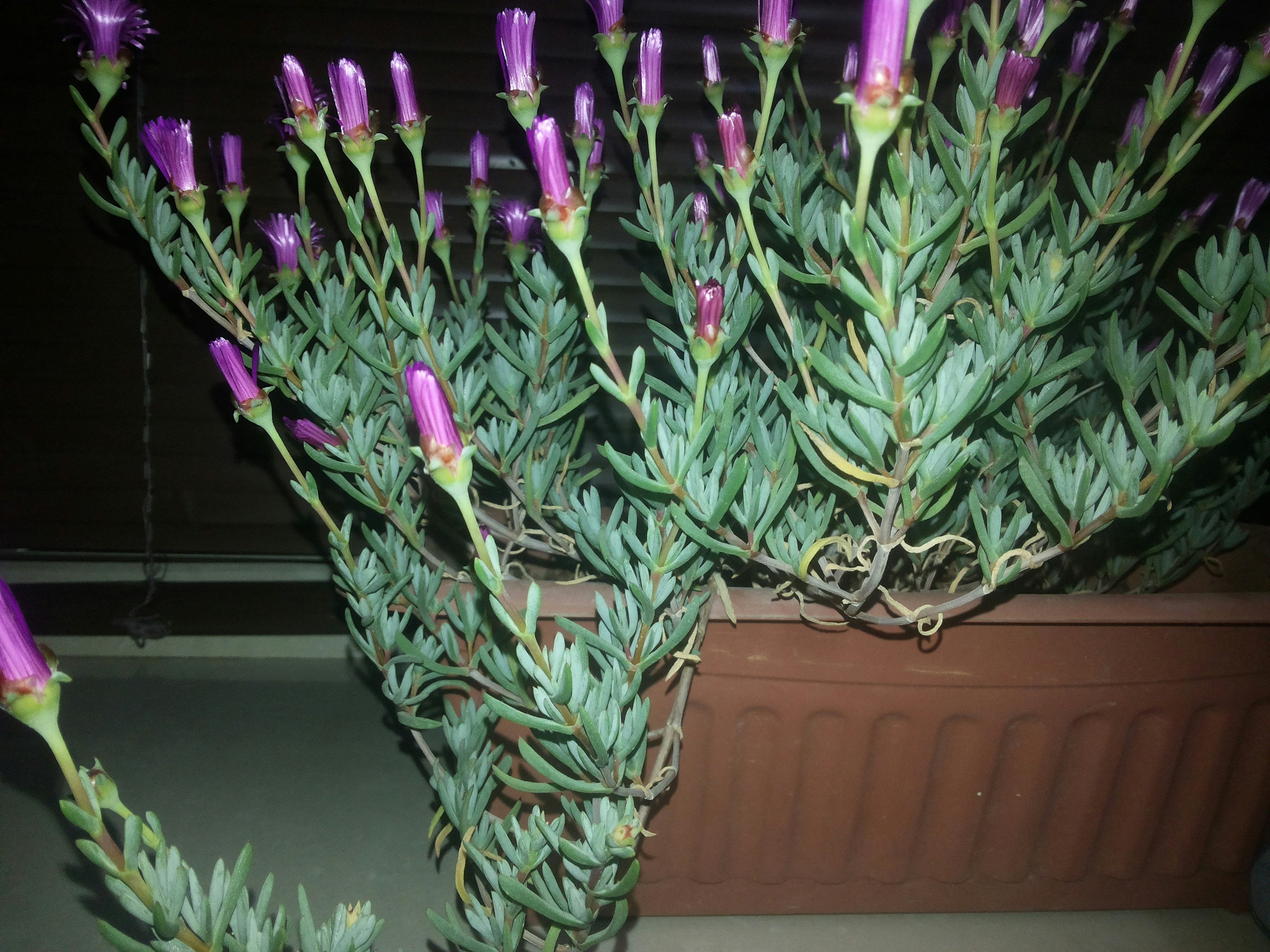 Free Unsplash photo from samer natsheh