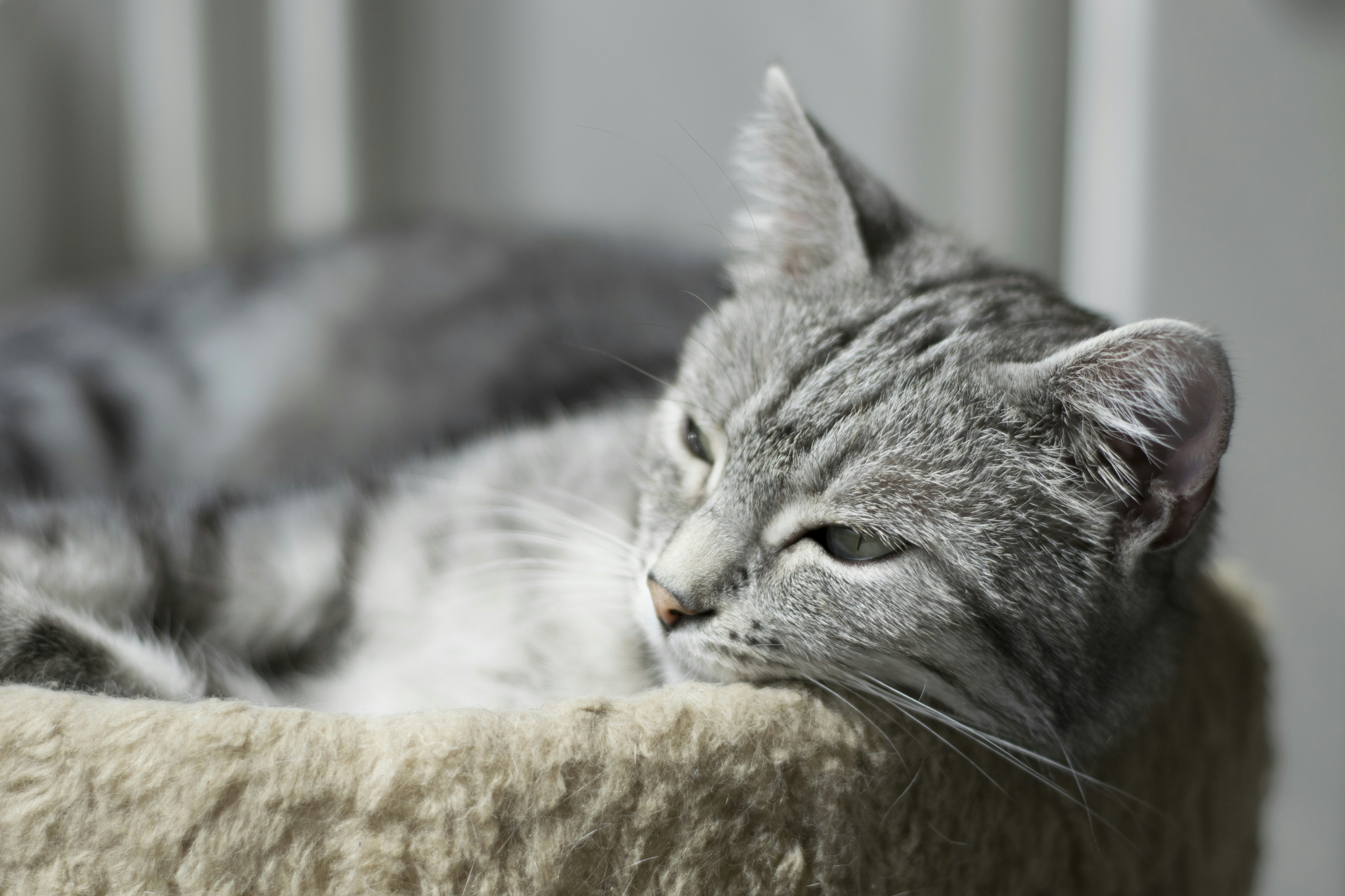 Free Unsplash photo from Ena Begcevic