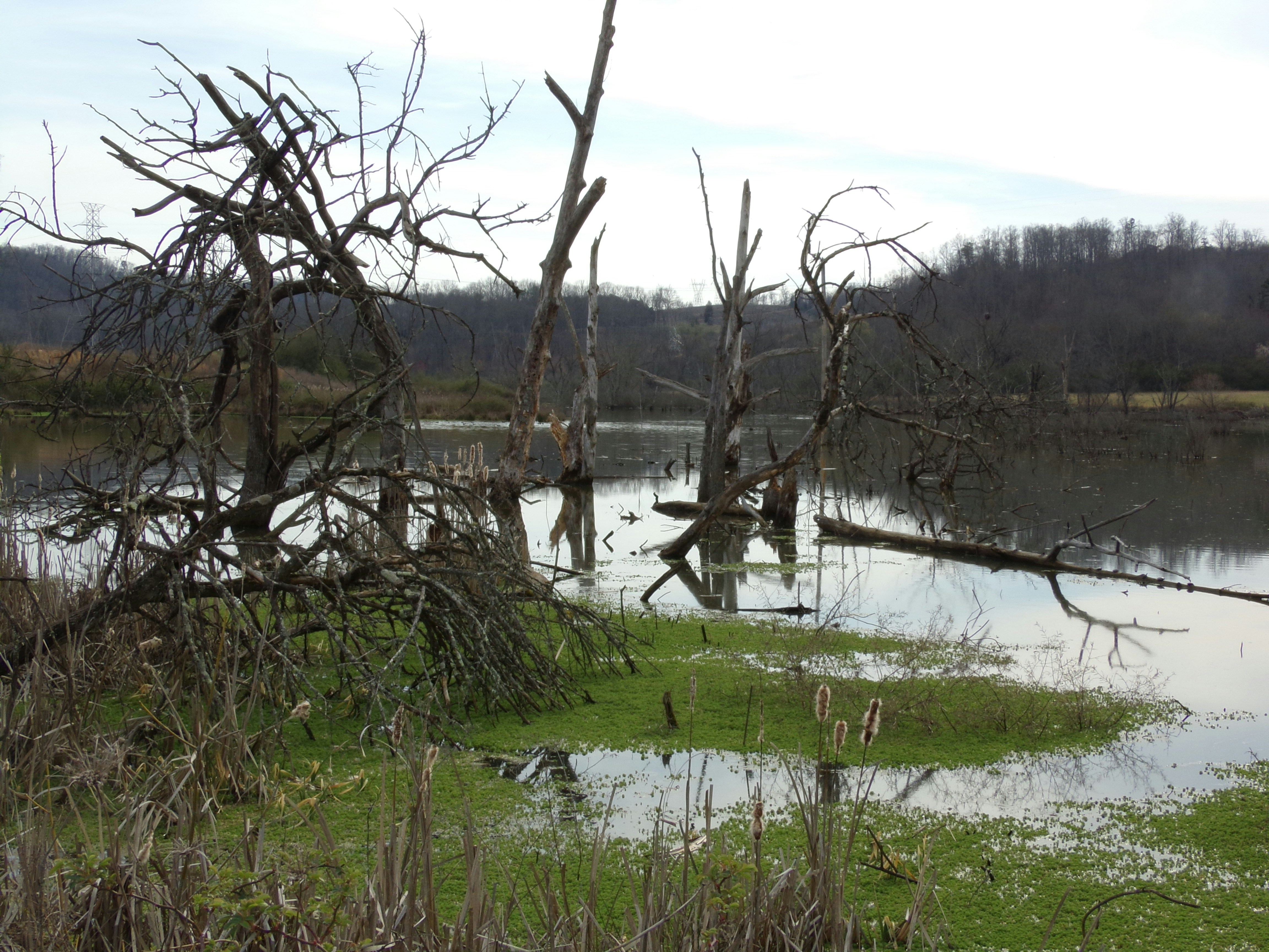 Free Unsplash photo from Susanna Mitchell