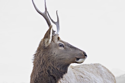 A close-up side profile of a deer with antlers against a plain, pale background. The deer has a thick, brown coat and appears calm and alert.