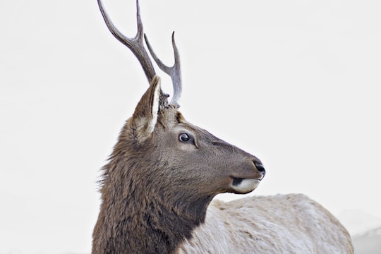 gray horned animal in Jasper Canada