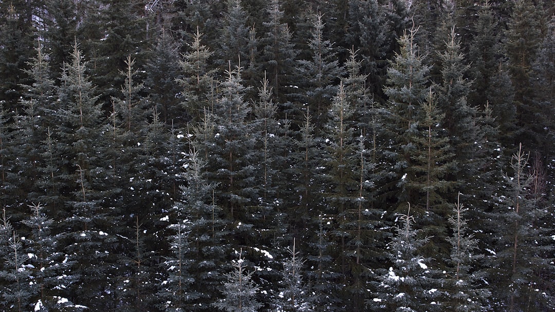Spruce-fir forest photo spot Alberta Canada