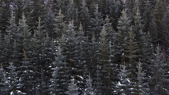 green trees in Alberta Canada