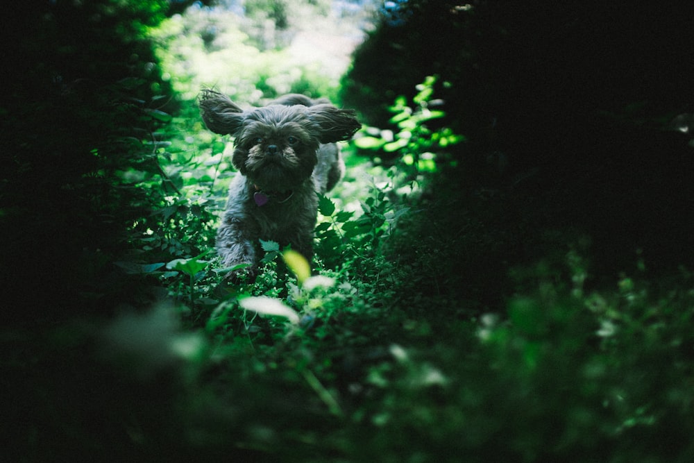 Cachorro correndo perto de plantas