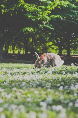 Wild rabbits in a rural field near crops.