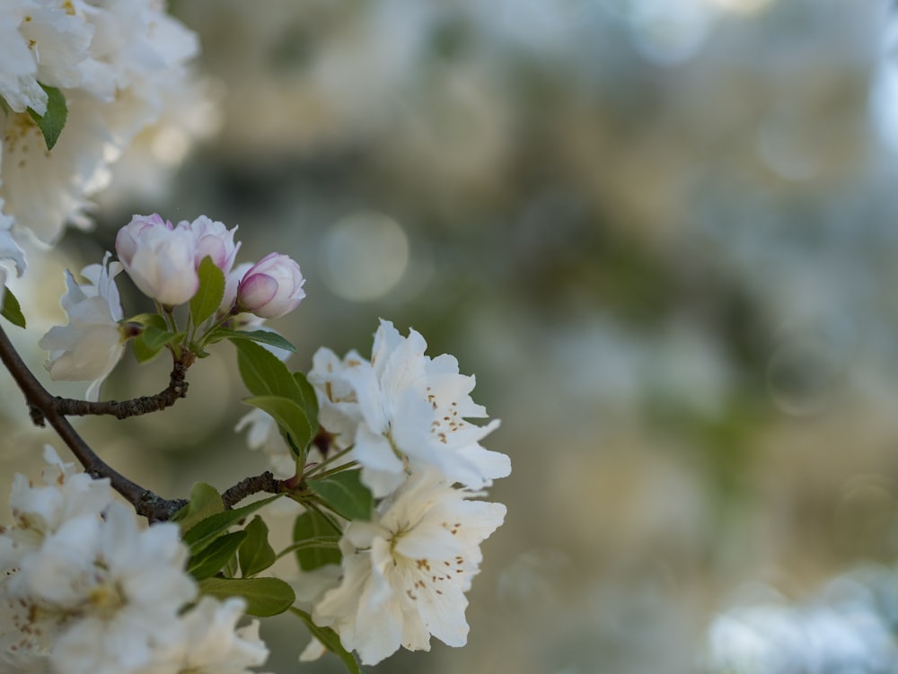 white petaled flowers blooming