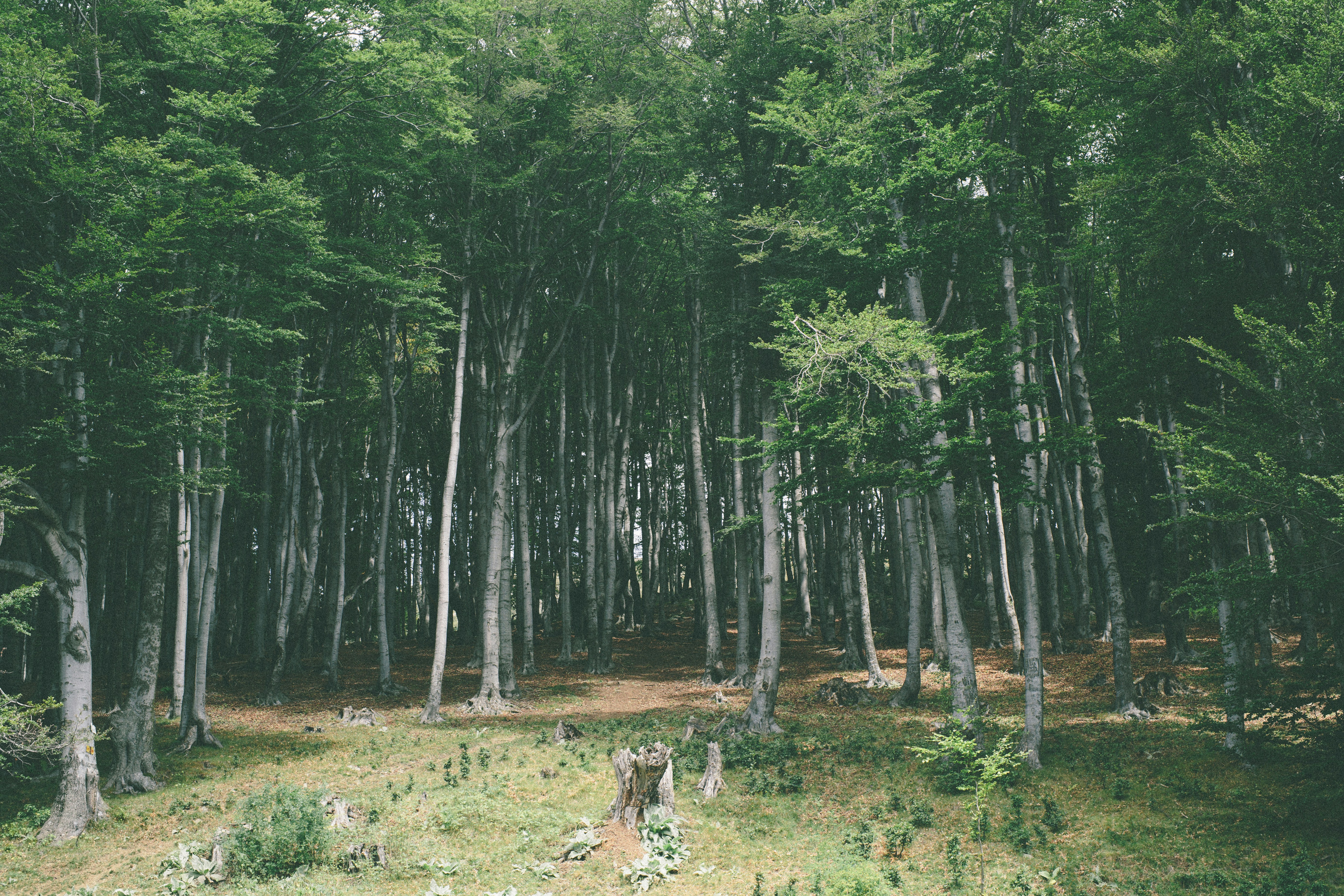 Free Unsplash photo from George Bonev