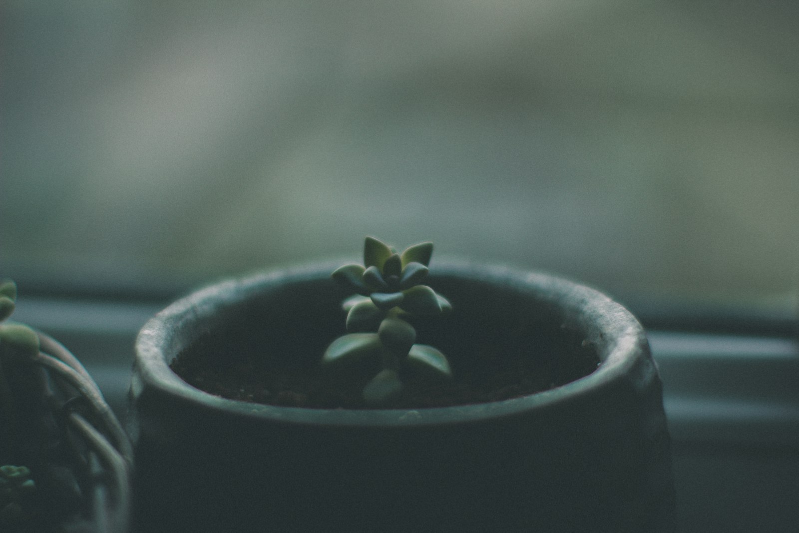 Canon EOS 60D + Canon EF 35-80mm f/4-5.6 sample photo. Green succulent inside pot photography