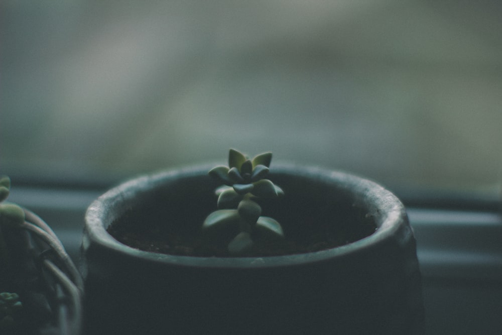 green succulent inside pot