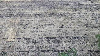 A dry, patchy lawn in Barbados before irrigation installation.