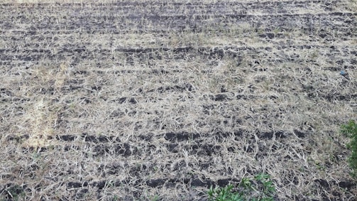 A field with dry, barren soil featuring visible furrows and sparse vegetation. The overall appearance suggests a lack of recent rainfall or irrigation, with patches of green growth at the edges.