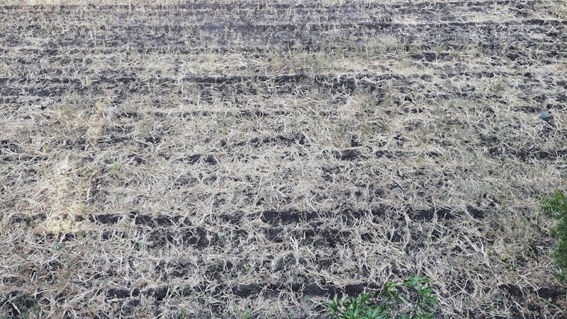 Understanding Dry Farming in the Okanagan Region