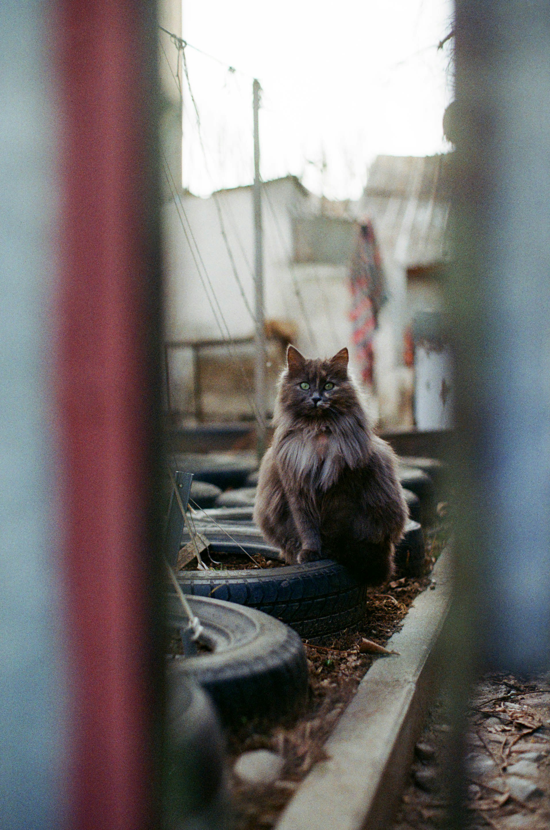 Free Unsplash photo from George Bonev