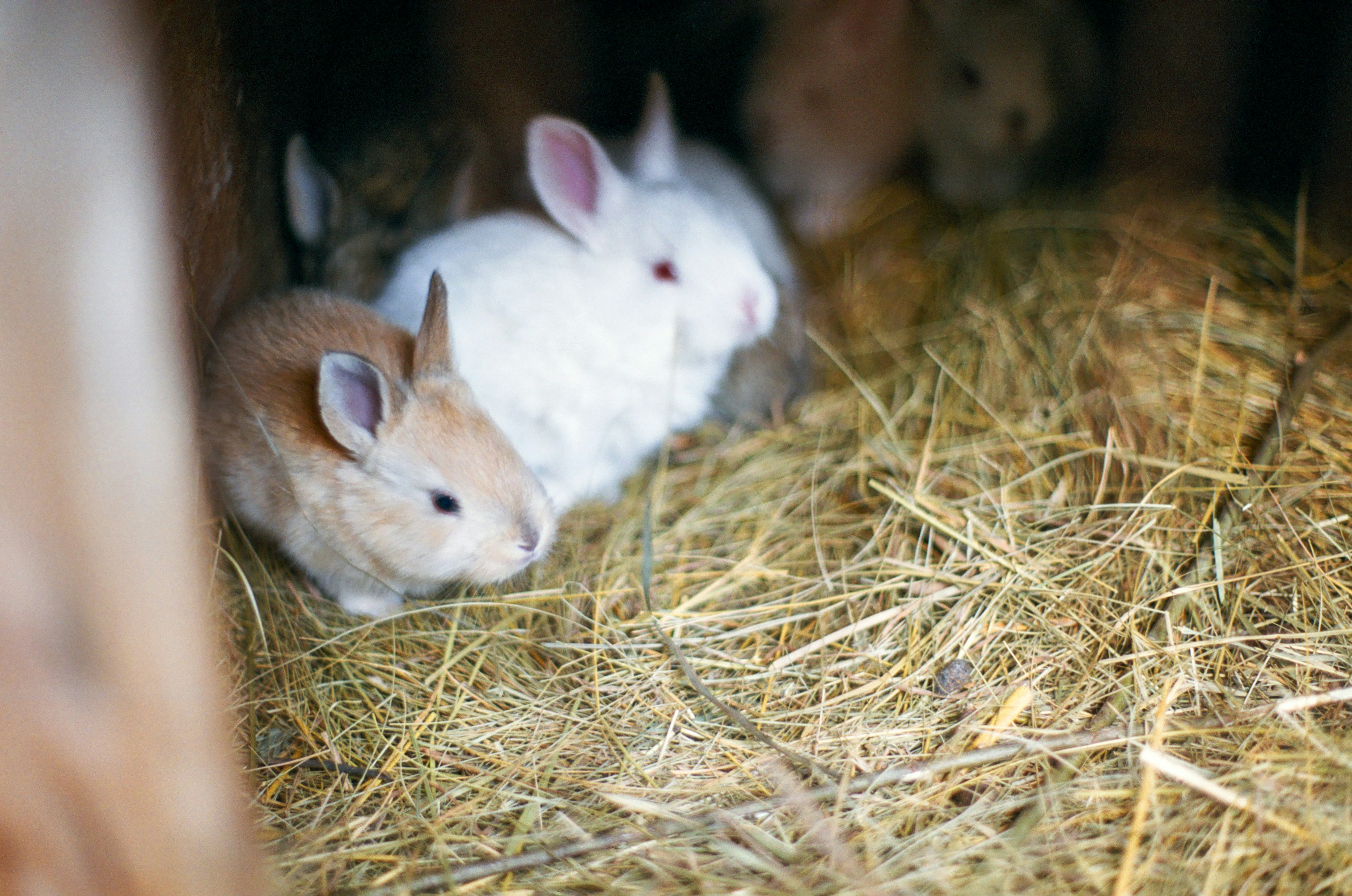 Free Unsplash photo from George Bonev