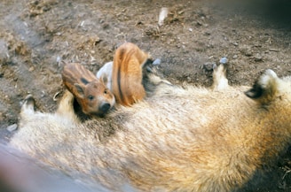 A pair of wild boar piglets are resting closely against the side of a larger wild boar, likely their mother, on a dirt surface. The piglets have distinct striped markings on their backs and are nestled for comfort or warmth.