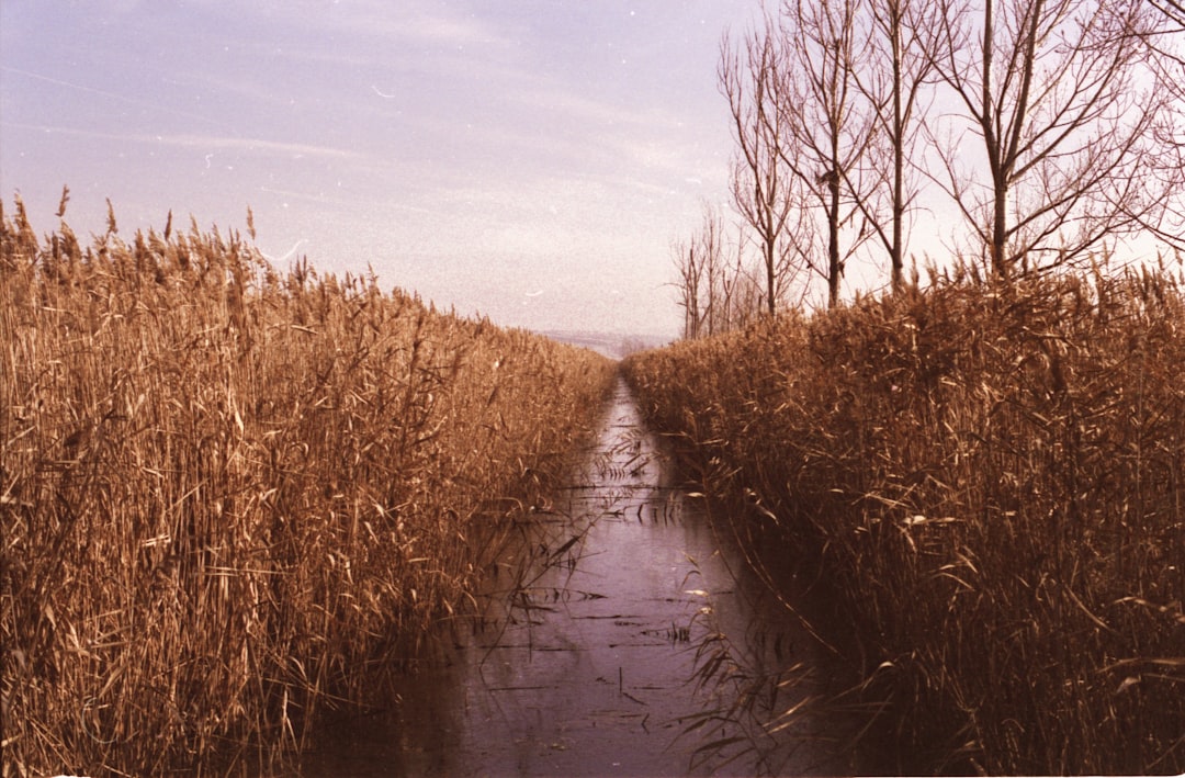 dried plants and bare trees during daytime