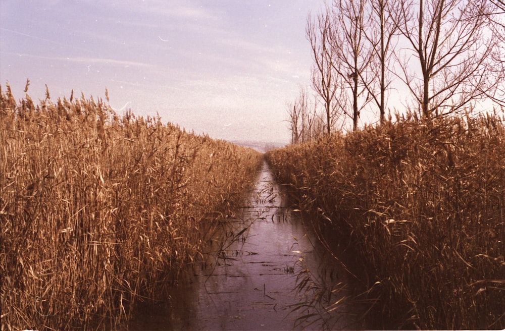 dried plants and bare trees during daytime