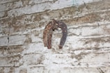 A rusted horseshoe is mounted on a textured, weathered concrete wall. The surface of both the wall and the horseshoe shows signs of aging and wear.